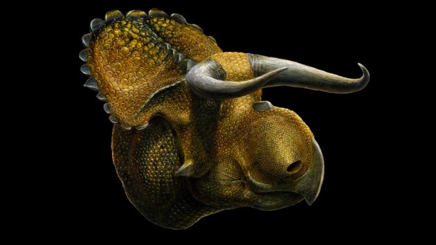 El Nasutoceratops asoma la cabeza: hallan un dinosaurio con pico de loro y astas de toro