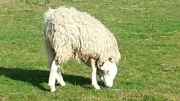 Video: Terry, la oveja con la cabeza al revés