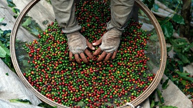 Que no cunda el pánico, pero... el café mundial escasea