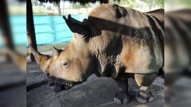 Una hacienda de Pablo Escobar, nuevo hogar de un rinoceronte