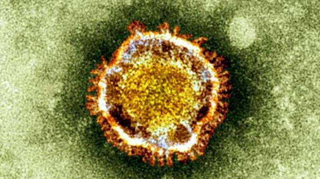 El nuevo coronavirus puede infectar a los humanos igual que el virus del resfriado