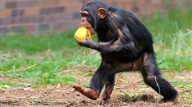 Pies de mono: una de cada 13 personas tiene los pies tan hábiles como los chimpancés