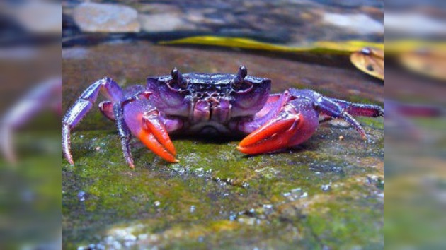 Descubren cuatro nuevas especies de cangrejos violetas en Filipinas