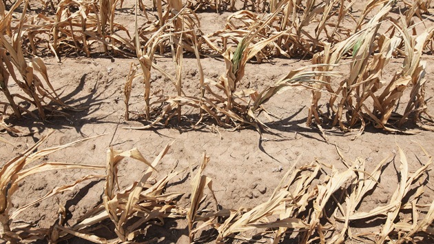 La agricultura de EE.UU. agoniza por la sequía más grande de la historia