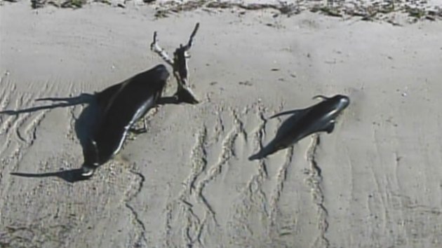 Video, Fotos: Al menos 10 ballenas muertas y decenas varadas en EE.UU.