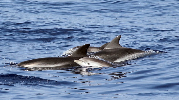 Víctimas colaterales con aletas: Delfines y ballenas, amenazados por la Marina de EE.UU.
