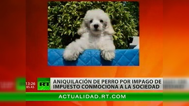 En Suiza sacrifican a un perro por el impago de un impuesto de 40 euros