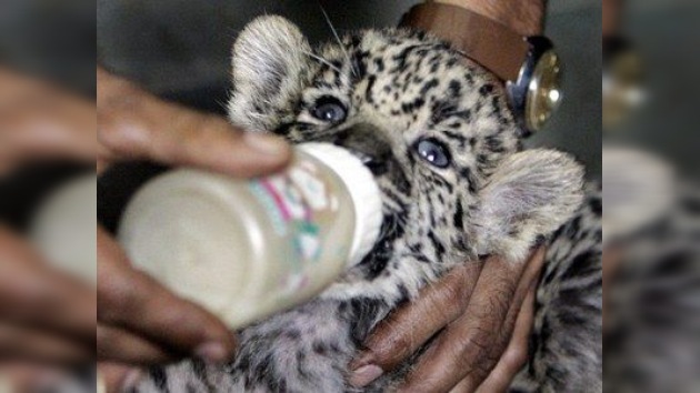 Dos 'huérfanas' de jaguar, acogidas en casa de la directora de un zoo