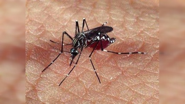 Brasil registra sus primeros casos de fiebre de chikungunya