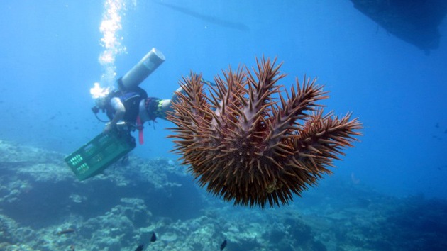 Una estrella de mar 'asesina' amenaza a los arrecifes de coral en Filipinas
