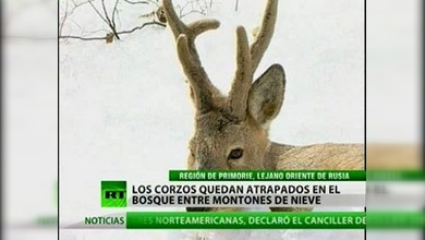 Los corzos, bajo el instinto protector de los cazadores