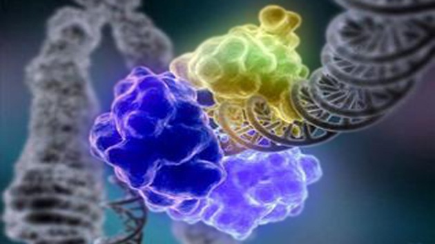 El llamado 'ADN basura' es clave para el funcionamiento de los genes