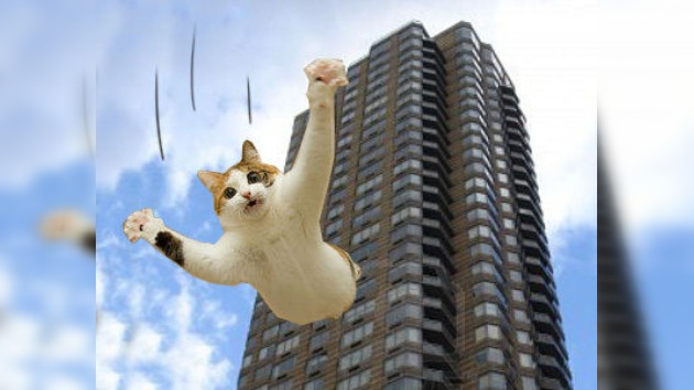 19 pisos de caída libre, no es nada para un gatito de Boston