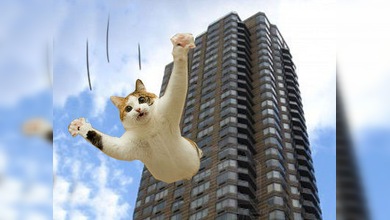19 pisos de caída libre, no es nada para un gatito de Boston