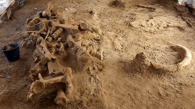 Hallan en Francia el esqueleto de un mamut