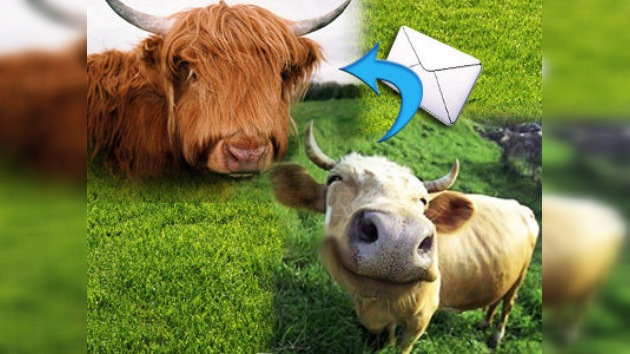 Vacas 2.0: ‘Avisan’ que están en celo mediante SMS