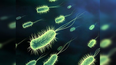 Nace la bacteria multiusos: 'saca' la basura y enciende la luz