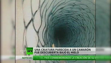 Extraña criatura marina divisada bajo hielos de la Antártida