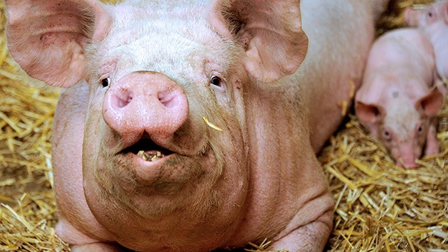 Estudio: El maíz transgénico de Monsanto daña el estómago y el útero de los cerdos