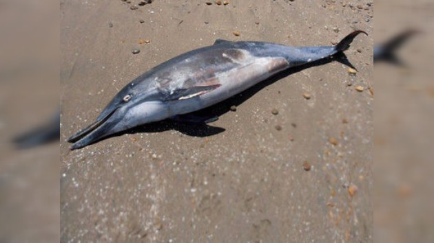 Investigan en Perú la muerte masiva de delfines