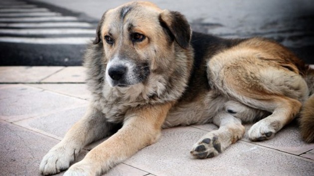 Conozca las conmovedoras historias de los perros más fieles del mundo