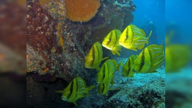 Niños de todo el mundo, unidos para salvar la fauna marina de Cabo Pulmo
