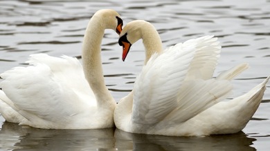 Amor eterno a lo bestia: Algunos animales son monógamos y buscan estabilidad