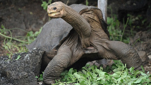 Los restos de la tortuga Solitario George serán embalsamados en EE.UU.