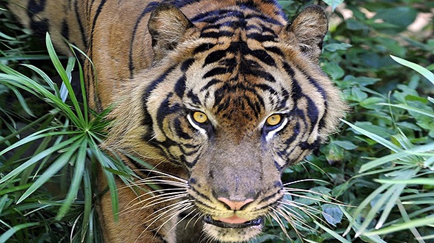 Un tigre de Sumatra mata a un campesino en Indonesia