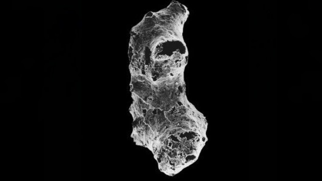 Esponjas marinas, primeros seres vivos de la Tierra