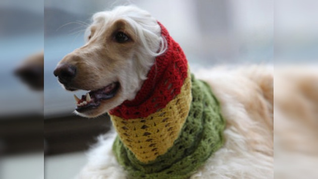 Un perro muere ahogado por un abrigo en un desfile de moda canina en Madrid