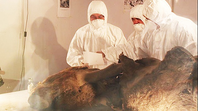 Descubren en Siberia tejidos congelados de mamut "con el color de la carne fresca"