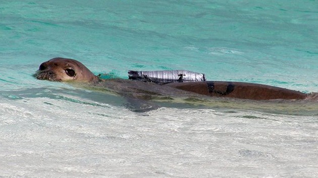 Hawái pone el foco en las focas en peligro de extinción