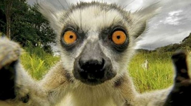 Los animales también se sacan ‘selfies’