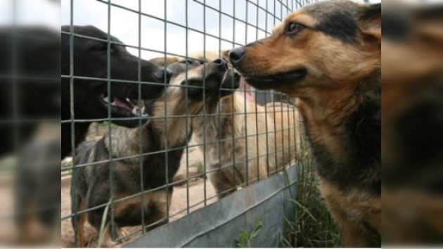 Los moscovitas exigen proteger los derechos de los animales callejeros