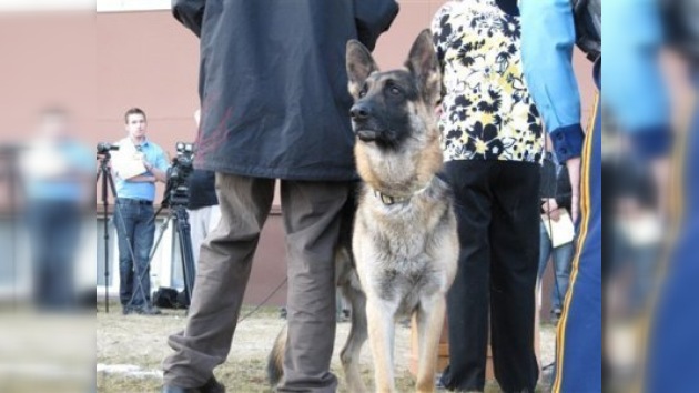 Un perro doméstico es condecorado en Alaska por ayudar a la policía