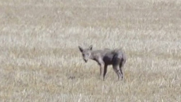 Misterio de Oklahoma: ¿'chupacabras' o coyote enfermo?