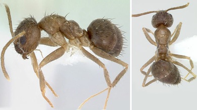 Las 'hormigas locas' neutralizan el veneno de otros insectos y se propagan por EE.UU.