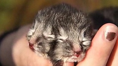 FOTO: Nace un gatito con dos caras