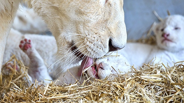 Transmiten en directo por internet el nacimiento de dos leones blancos en un zoológico de México