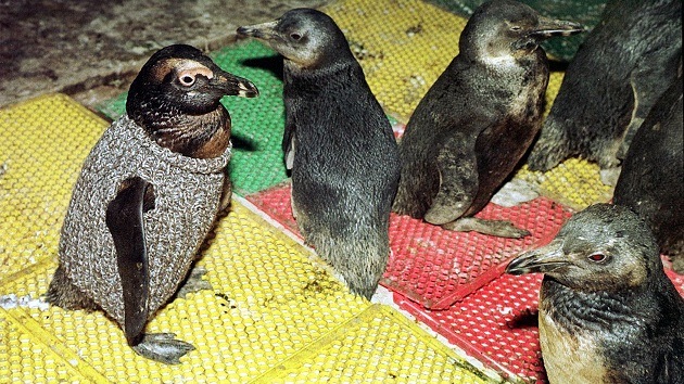 Activistas instan a tejer suéteres para salvar a los pingüinos afectados por el petróleo