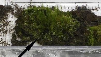 Científicos resucitan un musgo de 1.530 años de edad desenterrado de la Antártida