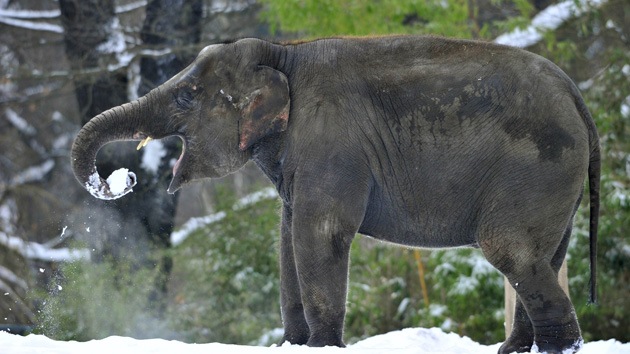 Dos elefantes de un circo bebieron vodka para sobrevivir al frío siberiano