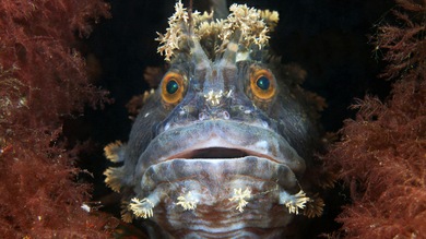 FOTOS: Animales subacuáticos del círculo polar