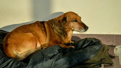 'Hachiko' a la rusa: Perra lleva un año esperando a su amo en el hospital donde murió