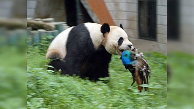 En un zoo chino un pavo real cae víctima de su vecino, un oso panda