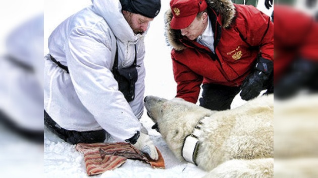 Putin le echa una mano al oso blanco