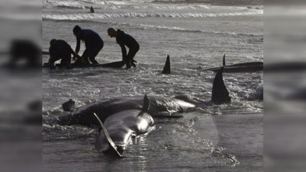 Salvan a siete ballenas piloto de las 20 varadas en los cayos de la Florida
