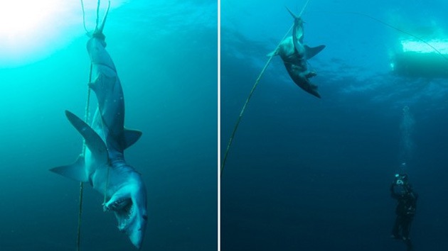 Fotos: Hallan el cuerpo de un tiburón brutalmente asesinado en Australia