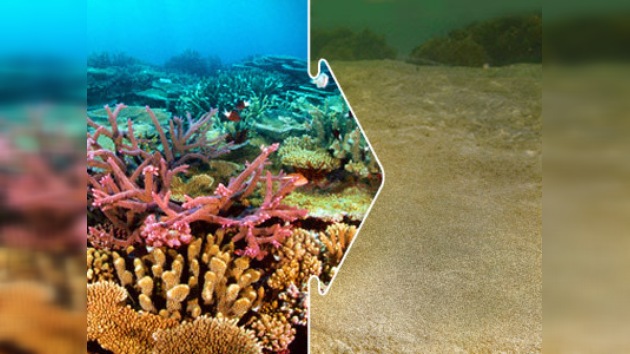 Los arrecifes coralinos pueden desintegrarse ya en nuestro siglo 